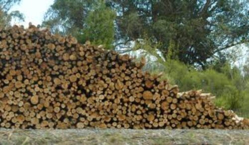 nicaragua-exportacion-forestal-con-mas-de-24-millones-de-dolares