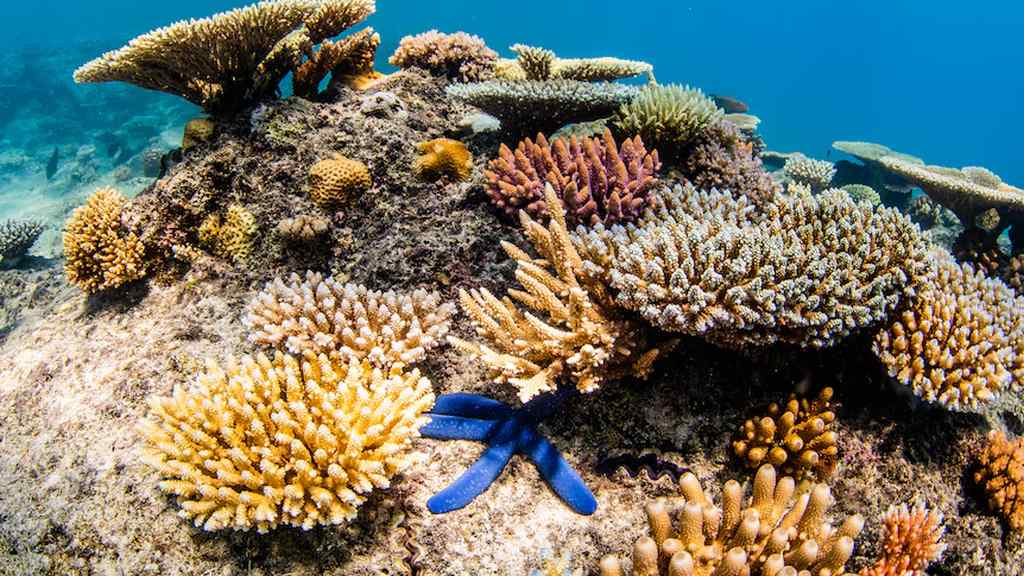 alertan-en-australia-sobre-riesgo-extremo-para-los-arrecifes-de-coral
