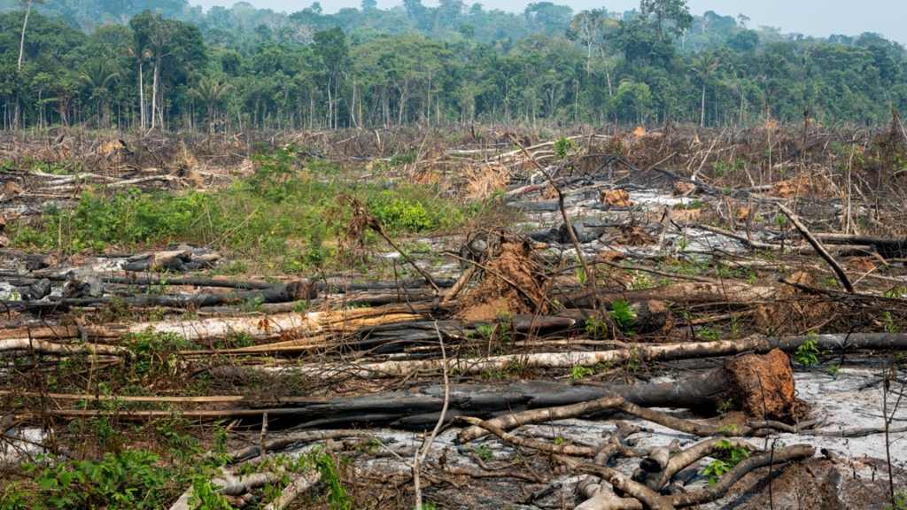 amazonia-colombiana-perdio-mas-de-mil-hectareas-en-segundo-trimestre