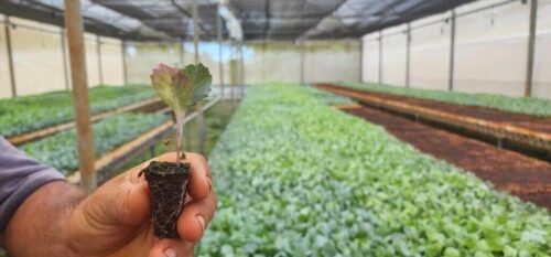 cuba-defiende-la-ciencia-como-pilar-de-la-produccion-de-alimentos