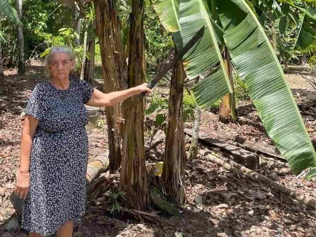 fao-reconoce-trayectoria-de-productora-rural-panamena