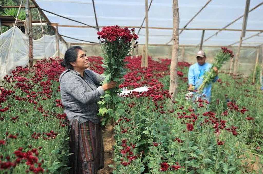 guatemala-podra-exportar-crisantemos-a-eeuu-luego-del-9-de-noviembre
