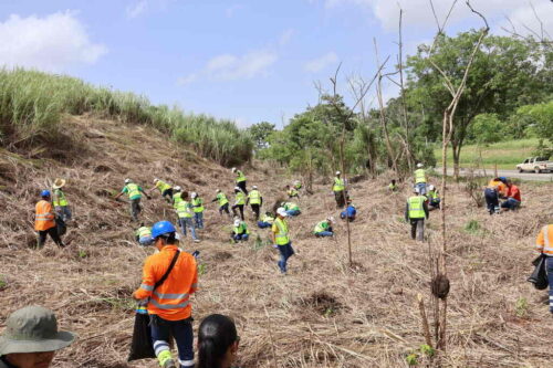 expertos-analizan-en-panama-soluciones-para-frenar-deforestacion